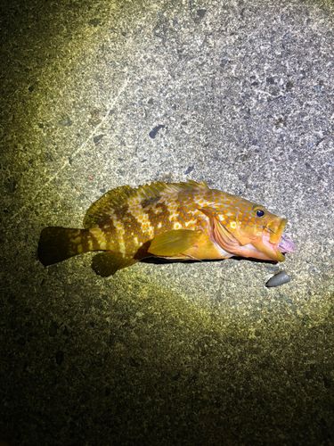 キジハタの釣果