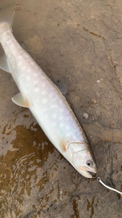 アメマスの釣果