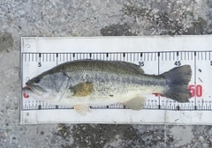 ラージマウスバスの釣果
