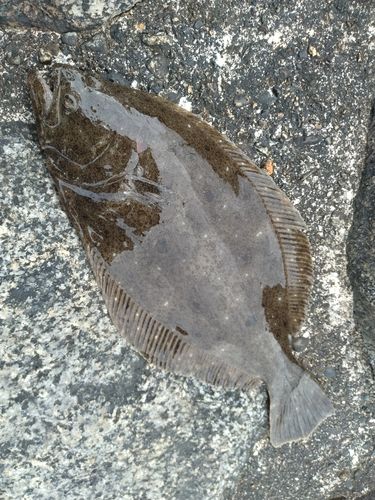 ソゲの釣果