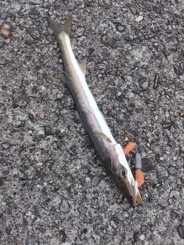 カマスの釣果