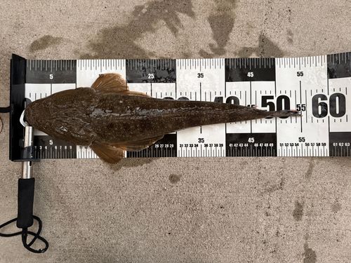 マゴチの釣果