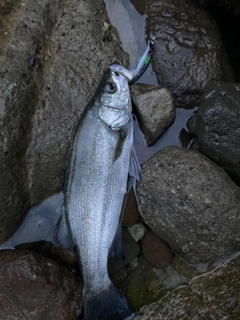 ヒラスズキの釣果