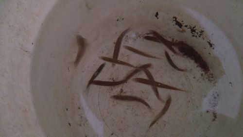 アユの釣果