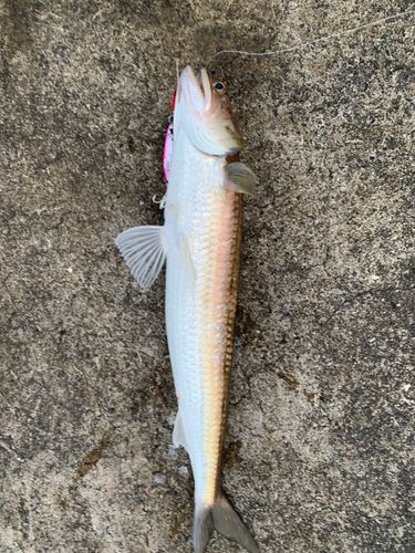 エソの釣果