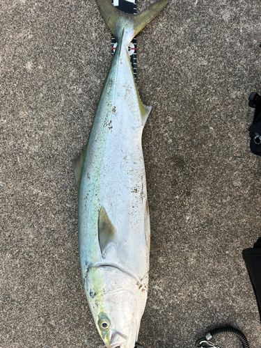 ワラサの釣果