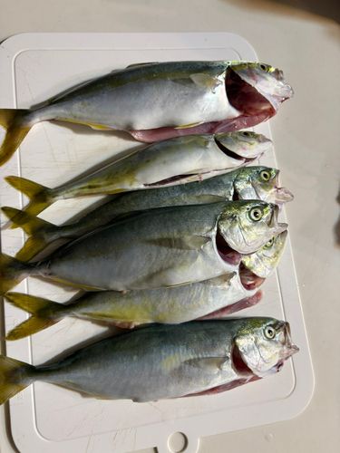 ワカシの釣果