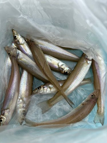 キスの釣果