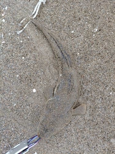 マゴチの釣果