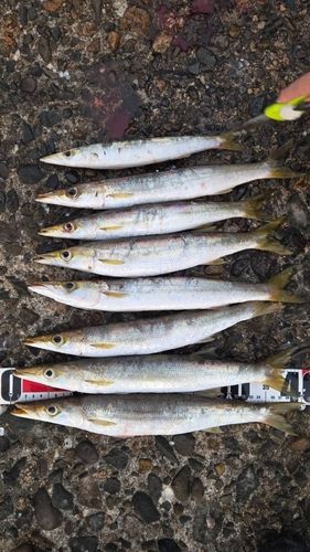 カマスの釣果