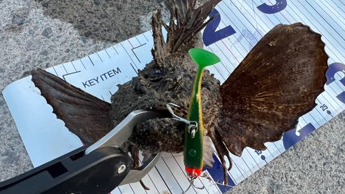 オニオコゼの釣果