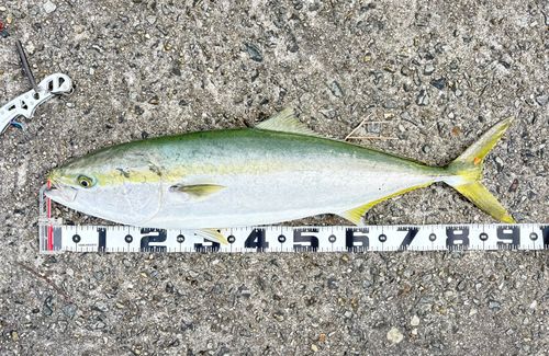 ブリの釣果