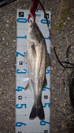 スズキの釣果