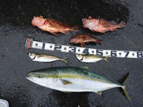 ハマチの釣果