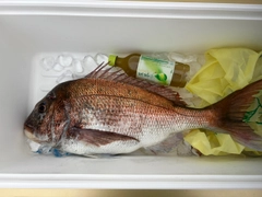 マダイの釣果