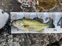 ブラックバスの釣果