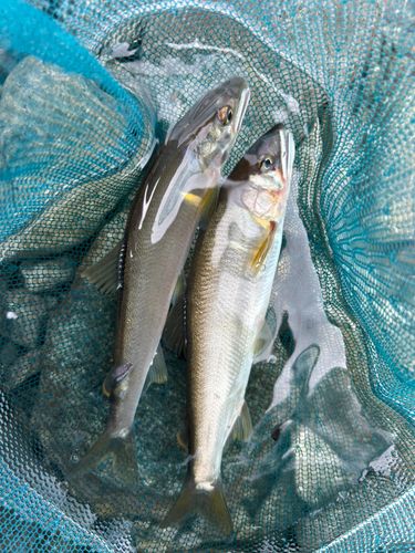 アユの釣果