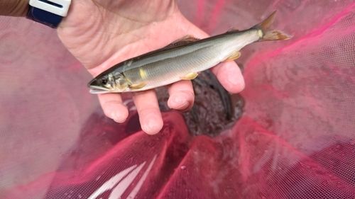 アユの釣果