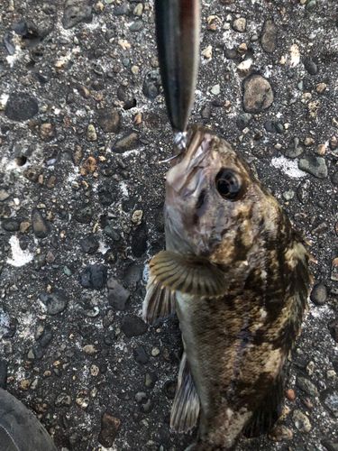 クロソイの釣果