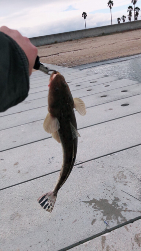 マゴチの釣果