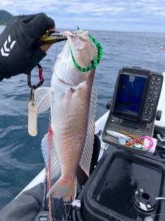 アカアマダイの釣果