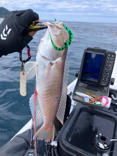 アカアマダイの釣果