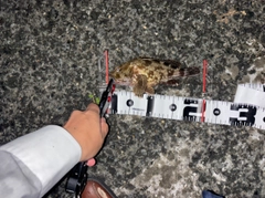 カサゴの釣果