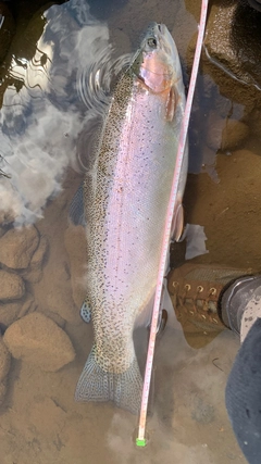 ニジマスの釣果