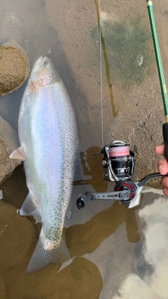 ニジマスの釣果