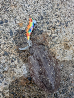 コウイカの釣果
