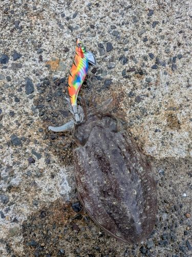 コウイカの釣果