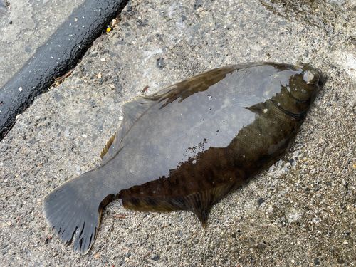 クロガシラガレイの釣果