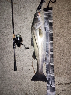 シーバスの釣果
