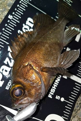 メバルの釣果