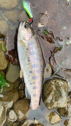 ヤマメの釣果