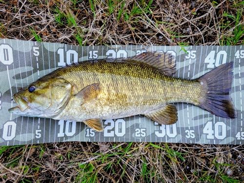 スモールマウスバスの釣果