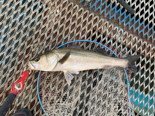 スズキの釣果