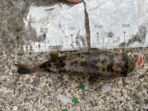 フグの釣果