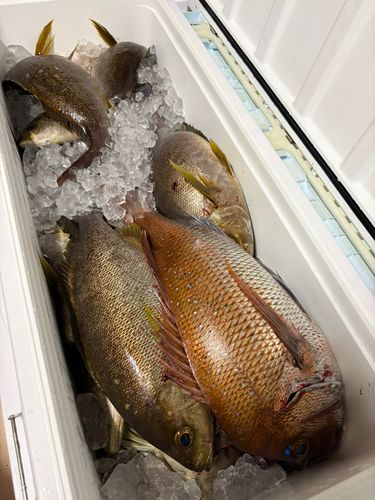 イサキの釣果