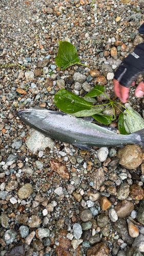 ヒメマスの釣果