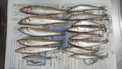 シロギスの釣果