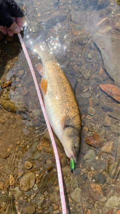 ウグイの釣果