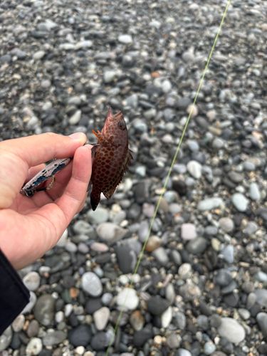 オオモンハタの釣果