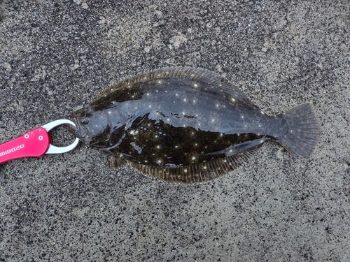 ヒラメの釣果