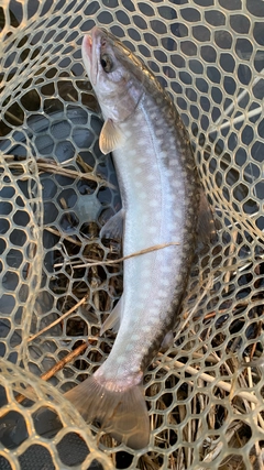アメマスの釣果