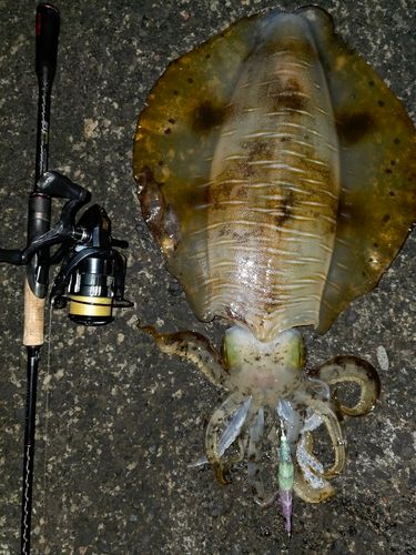 アオリイカの釣果