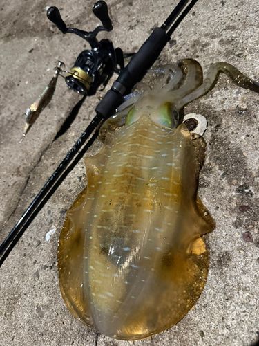 アオリイカの釣果