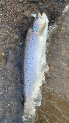 ブラウントラウトの釣果