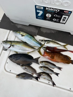 イナダの釣果