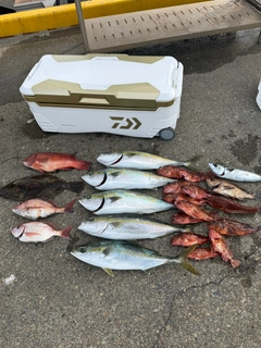 ワラサの釣果